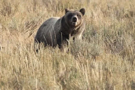 Hiker Attacked by Grizzly in Yellowstone Flown to Trauma Center